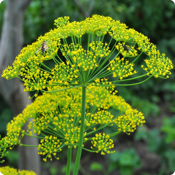 Dill Seeds Mammoth Anethum Graveolens heirloom non-gmo organic garden seeds