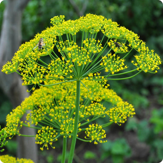 Dill Seeds Mammoth Anethum Graveolens heirloom non-gmo organic garden seeds