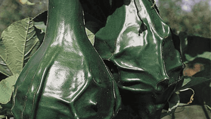 恐竜ひょうたん野菜の種