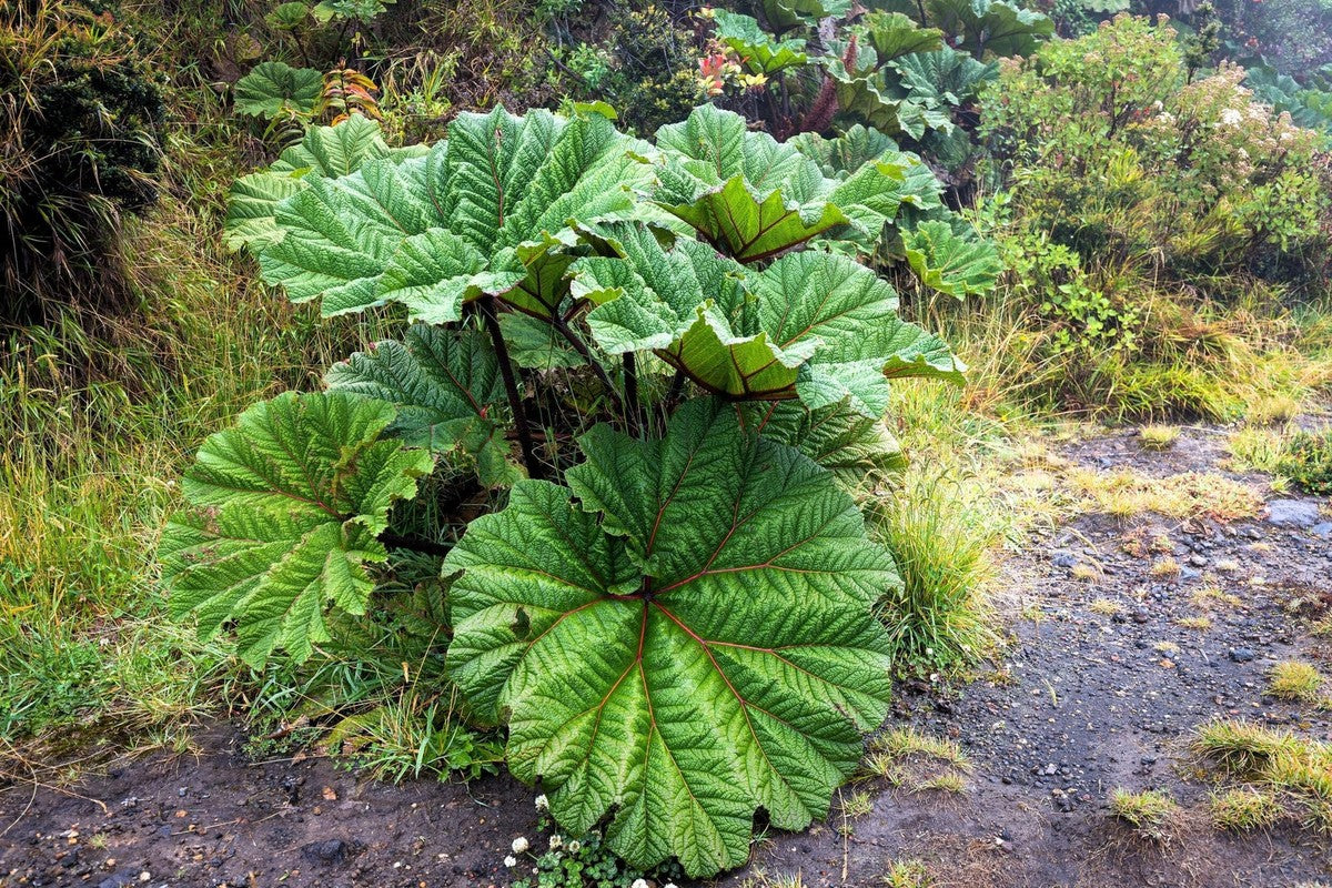 Gunnera Insignis Giant Rhubarb (Leaves up to 6' Wide, Red Flower Spikes to 3') Dinosaur Plant Seeds
