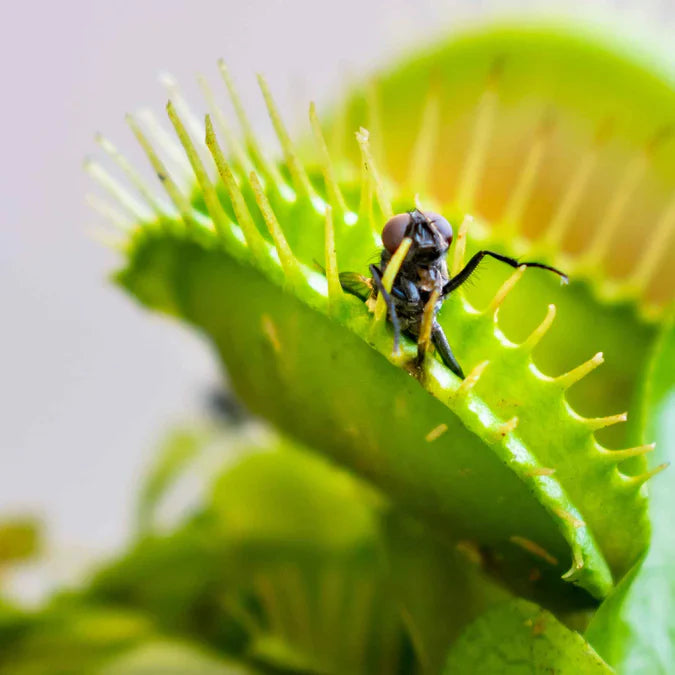 Green Venus Flytrap – Live Carnivorous Plant for Insect Control & Unique Home Décor