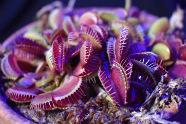 Purple Venus Flytrap – Rare Carnivorous Plant | Live Potted Dionaea Muscipula with Deep Purple Traps