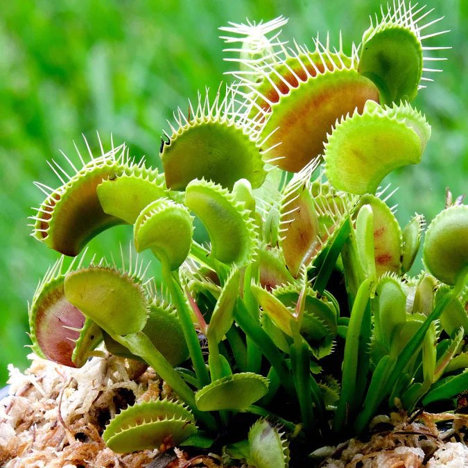 赤い色のある緑のビーナス捕虫草 – 家庭と庭の装飾用の珍しい食虫植物