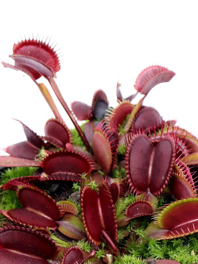 赤いハエトリグサ – 珍しい食虫植物｜鮮やかな紅色の罠を持つ生きたモウセンゴケ
