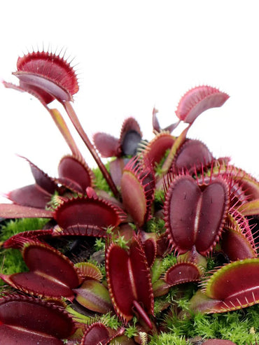 赤いハエトリグサ – 珍しい食虫植物｜鮮やかな紅色の罠を持つ生きたモウセンゴケ