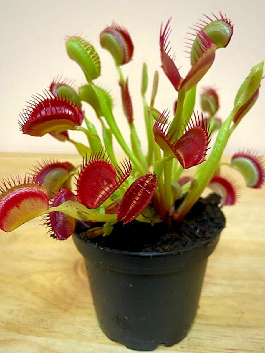ハエトリグサの種子 – 食虫性の屋内外植物、直射日光対応