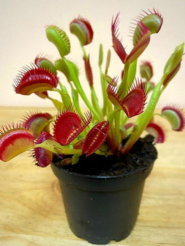 ハエトリグサの種子 – 食虫性の屋内外植物、直射日光対応
