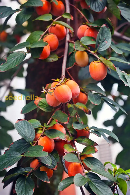 Red Diospyros Fruit Seeds for Planting - Grow Stunning Perennials