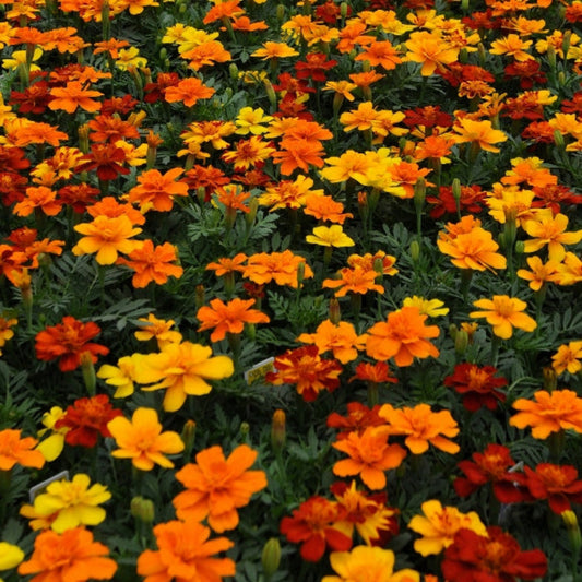 French Marigold 'Disco Mix' – Colorful & Vibrant Garden Flower Blend