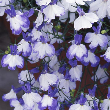 Blue Splash Lobelia Flower Seeds