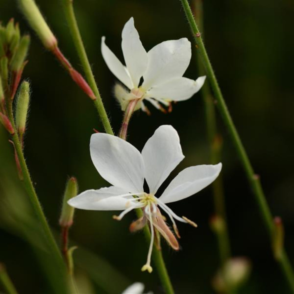 Gaura Lindheimeri Blumensamen