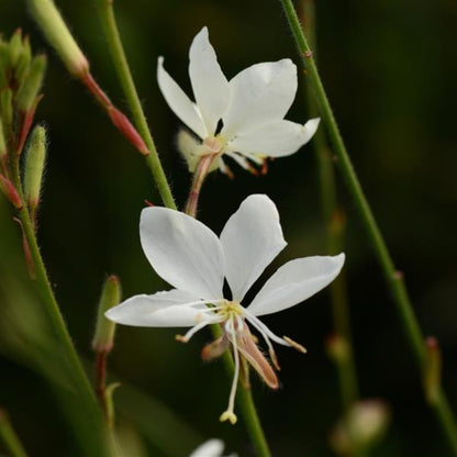 Gaura Lindheimeri Blumensamen