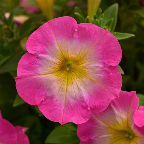 Petunia Merlin Morn Pink Flower seeds for Planting Premium Quality Heirloom & GMO Free Seeds for Home Garden