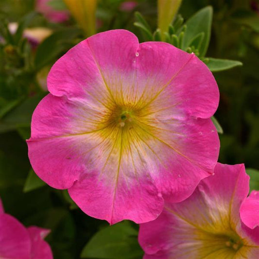 Petunia Merlin Morn Pink Flower seeds for Planting Premium Quality Heirloom & GMO Free Seeds for Home Garden