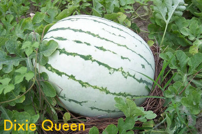 Dixie Queen Watermelon Seeds – White & Red Citrullus Lanatus Melon Fruit Vine heirloom non-gmo organic garden seeds