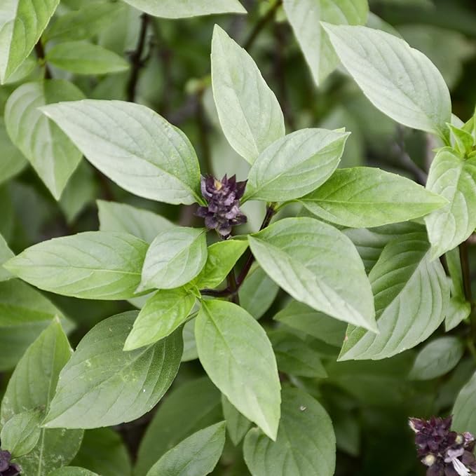 Basil Dolce Fresca Seeds For Gardening & Planting | Premium Quality Herb Seeds For Lush, Flavorful Basil Plants heirloom non-gmo organic garden seeds