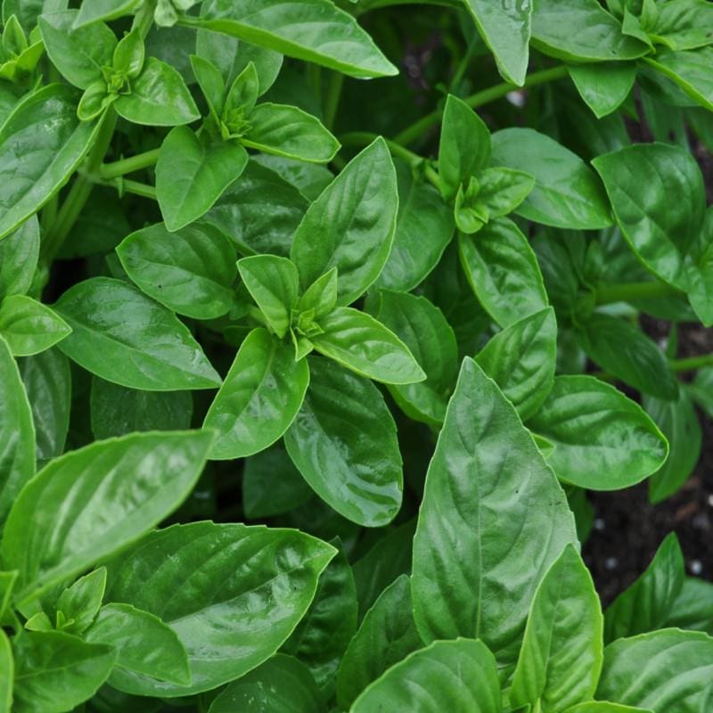 Dolce Fresca Basil Ocimum Basilicum Seeds heirloom non-gmo organic garden seeds