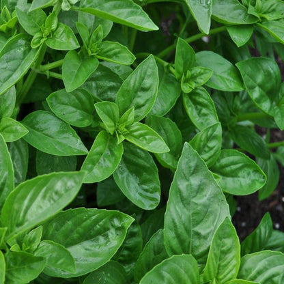 Dolce Fresca Basil Ocimum Basilicum Seeds heirloom non-gmo organic garden seeds