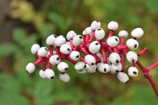 Doll'S Eyes Flower Actaea Pachypoda Alba White Baneberry Cohosh Seeds heirloom non-gmo organic garden seeds