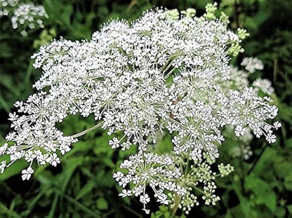Female Ginseng (Dong Quai / Chinese Angelica Sinensis) Herb White Flower Seeds