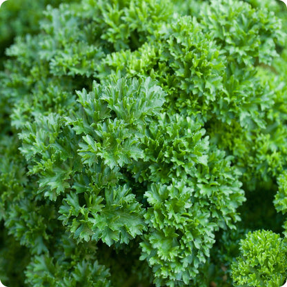 Double Curled Parsley Seeds Petroselinum Crispum heirloom non-gmo organic garden seeds
