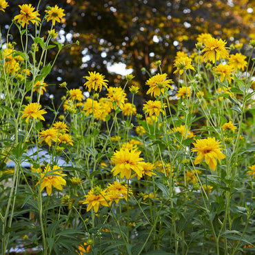 False Sunflower Seeds