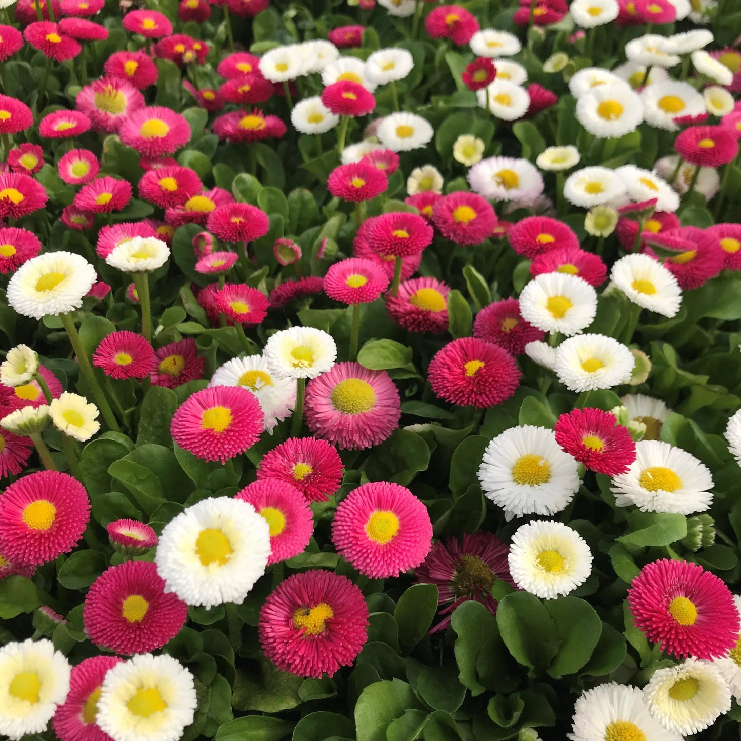 Englische Gänseblümchen, Bellis Perennis, Blumensamen