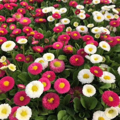 Englische Gänseblümchen, Bellis Perennis, Blumensamen