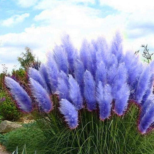 Blue Pampas Grass Herb Seeds