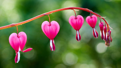 Fringed Bleeding Heart Flower Seeds