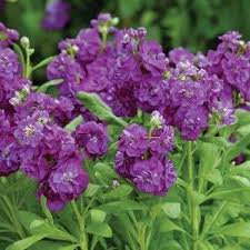 Purple Matthiola Incana Flower Seeds for Planting – Heirloom, Non-GMO, Fragrant Garden Seeds