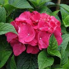 Red Baron Hydrangea Flower seeds for Planting - Premium Quality, Heirloom & GMO Free Seeds for Home Garden
 
 Sale for planting in home garden.