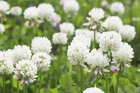 White Trifolium Repens Flower seeds for Planting - Seasonal Bloomer, Heirloom & GMO Free Seeds for Home Garden
 
 Sale for planting in home garden