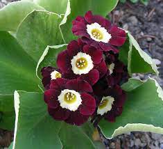 Brown Primula Auricula Flower seeds for Planting - Pollinator Friendly, Heirloom & GMO Free Seeds for Home Garden
 
 Sale for planting in home garden