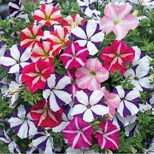 Ultra Star Petunia Violacea Flower seeds for Planting Vibrant Colors Heirloom & GMO Free Seeds for Home Garden 
 
 Sale for planting in home garden
