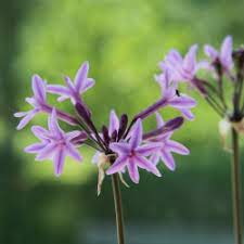 Tulbaghia Violacea Flower seeds for Planting - Easy to Grow, Heirloom & GMO Free Seeds for Home Garden
 
 Sale for planting in home garden.
