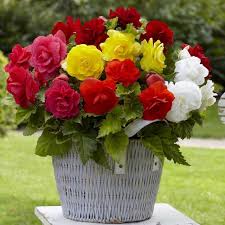 Mixed Begonia Tuberosa Flower seeds for Planting - Perfect for Borders, Heirloom & GMO Free Seeds for Home Garden
 
 Sale for planting in home garden