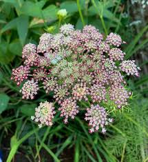 Mixed Dara Anne's Lace Flower seeds for Planting - Pollinator Friendly, Heirloom & GMO Free Seeds for Home Garden
 
 Sale for planting in home garden.
