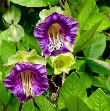 Purple Cathedral Bells Cobaea Scandens Climber Hummingbird Flower seeds for Planting - Bright Blooms, Heirloom & GMO Free Seeds for Home Garden
 
 Sale for planting in home garden.