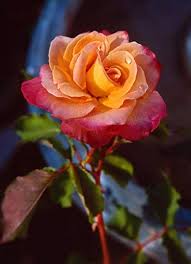 Pink Yellow Rose Flower seeds for Planting - Vibrant Colors, Heirloom & GMO Free Seeds for Home Garden
 
 Sale for planting in home garden