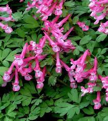 Pink Corydalis Flower seeds for Planting - Sun Loving, Heirloom & GMO Free Seeds for Home Garden
 
 Sale for planting in home garden