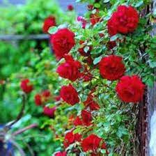 Red Climber Flower seeds for Planting - Easy to Grow, Heirloom & GMO Free Seeds for Home Garden
 
 Sale seeds for planting in home garden