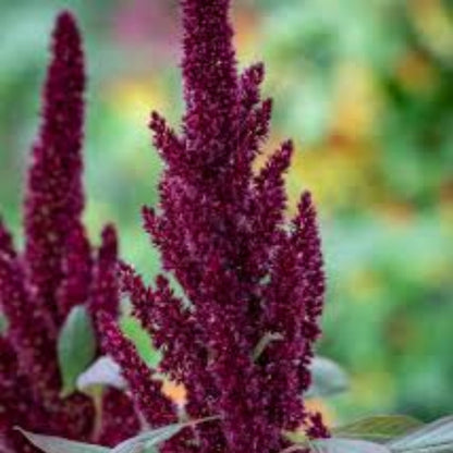 Amaranthus Hypochondriacus (Prince’s Feather) Seeds - Stunning Red Flowering Ornamental Plant