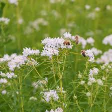 White Mountain Mint Flower seeds for Planting - Drought Tolerant, Heirloom & GMO Free Seeds for Home Garden
 
 Sale seeds for planting in home garden