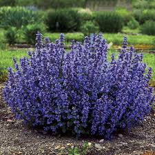 Blue Catmint Flower Seeds for Planting – Heirloom, Non-GMO, High Germination Organic Garden Seeds