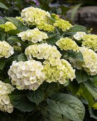 Seaside Serenade Bar Harbor Hydrangea Flower seeds for Planting - Fragrant Blossoms, Heirloom & GMO Free Seeds for Home Garden
 
 Sale for planting in home garden.