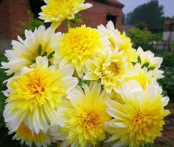 Yellow Pompon Dahlia Flower Seeds for Planting – Heirloom, Non-GMO, Garden Favorite Seeds