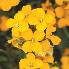Yellow Wallflower Flower seeds for Planting - Premium Quality, Heirloom & GMO Free Seeds for Home Garden
 
 Sale for planting in home garden.