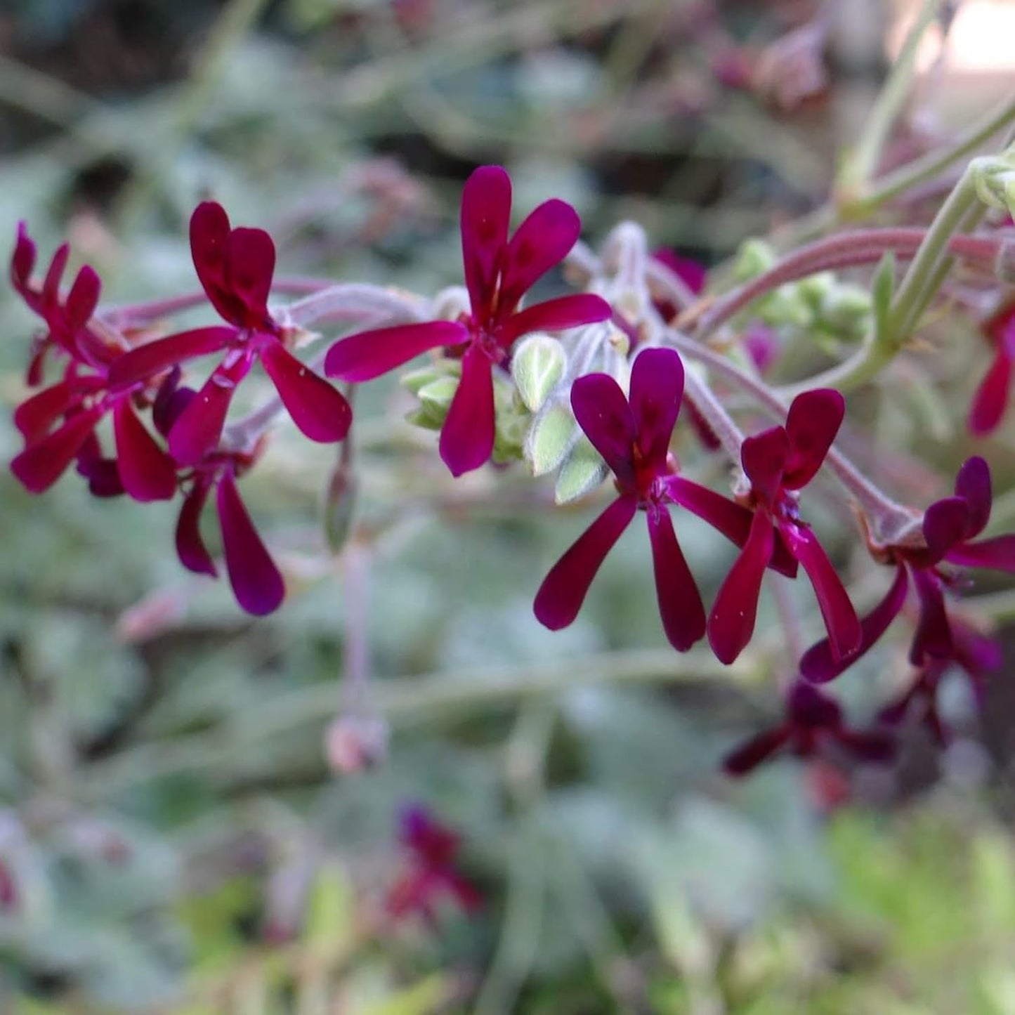 African Geranium Flower Seeds