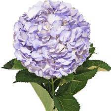 Lavender Hydrangea Flower seeds for Planting - Perfect for Borders, Heirloom & GMO Free Seeds for Home Garden
 
 Sale for planting in home garden